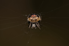 Araneus rotundulus