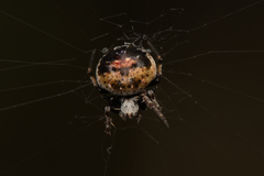Araneus rotundulus