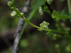 Muehlenbeckia gracillima