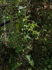 Muehlenbeckia gracillima