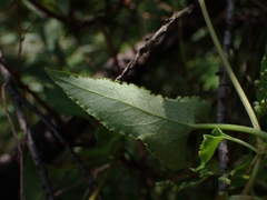 Muehlenbeckia gracillima