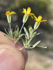 Pectis multiseta ambigua