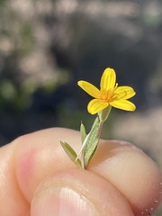 Pectis multiseta ambigua