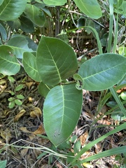 Elaeodendron xylocarpum