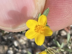 Pectis multiseta ambigua