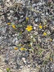 Pectis multiseta ambigua