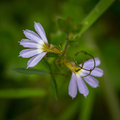 Scaevola aemula