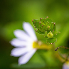 Scaevola aemula