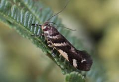 Macrobathra heminephela