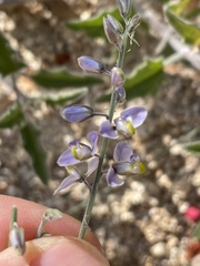 Polygala magdalenae