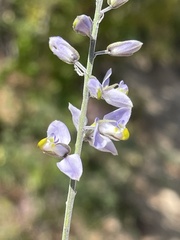 Polygala magdalenae