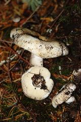 Russula crassotunicata