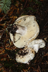 Russula crassotunicata