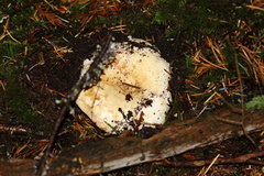 Russula crassotunicata
