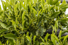 Notothixos cornifolius