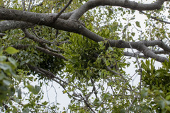 Notothixos cornifolius