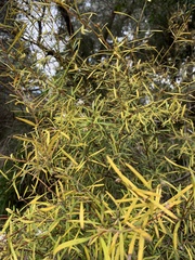 Grevillea linearifolia