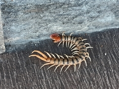 Scolopendra morsitans
