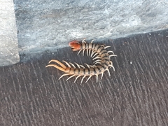Scolopendra morsitans