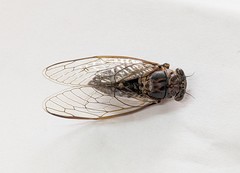 Chelapsalta myoporae