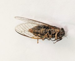 Chelapsalta myoporae