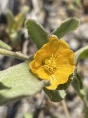 Abutilon californicum