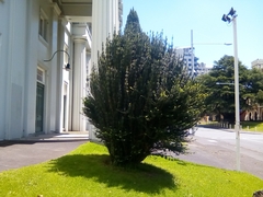 Pulvinaria camelicola