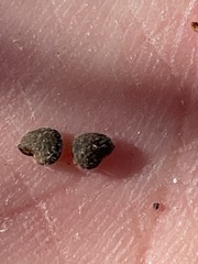 Abutilon californicum