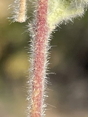Abutilon californicum