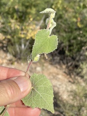 Abutilon californicum