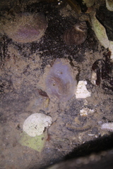 Molgula manhattensis