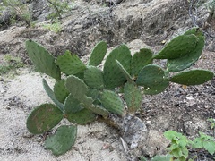 Opuntia bravoana