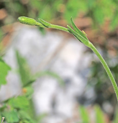 Silene drummondii