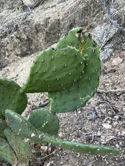 Opuntia bravoana