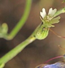 Silene drummondii