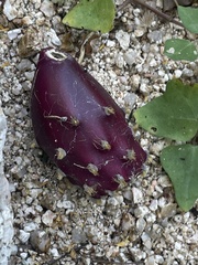 Opuntia bravoana