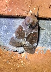 Hampsonodes mastoides