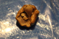 Agaricales