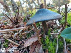 Tephrocybe