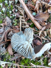 Tephrocybe