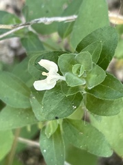 Tetramerium fruticosum