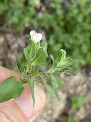 Tetramerium fruticosum