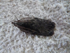 Phaeosaces compsotypa