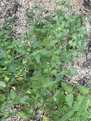 Tetramerium fruticosum