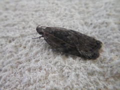 Phaeosaces compsotypa