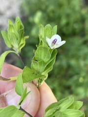 Tetramerium fruticosum