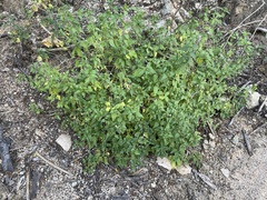 Tetramerium fruticosum