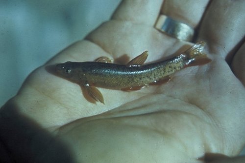 Loach Minnow