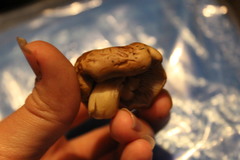 Agaricales