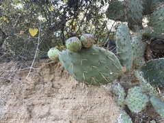 Opuntia caboensis
